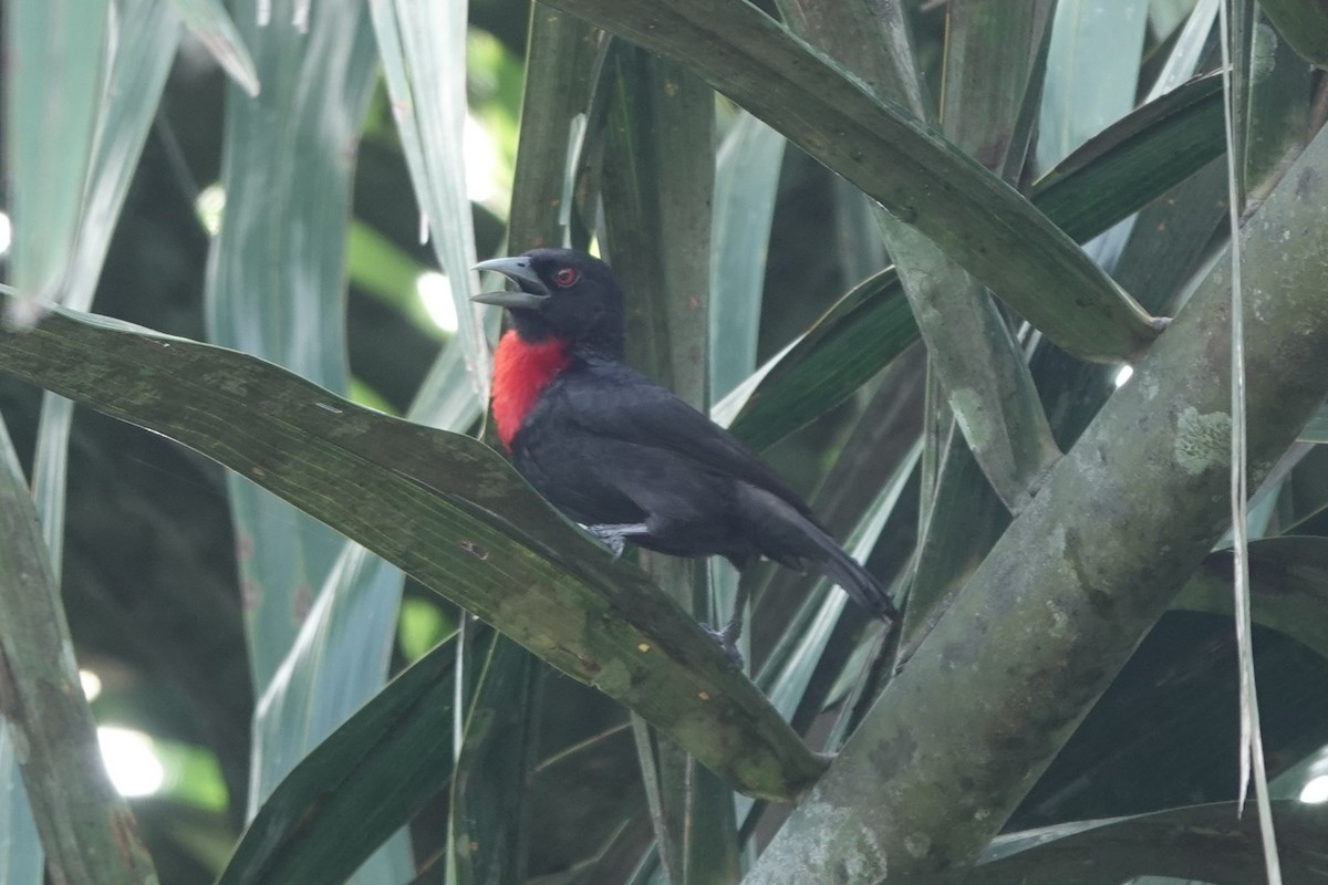 Blue-billed Malimbe - ML620219544