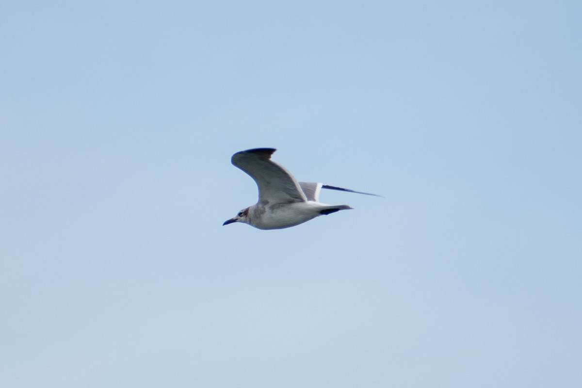 Mouette atricille - ML620219551