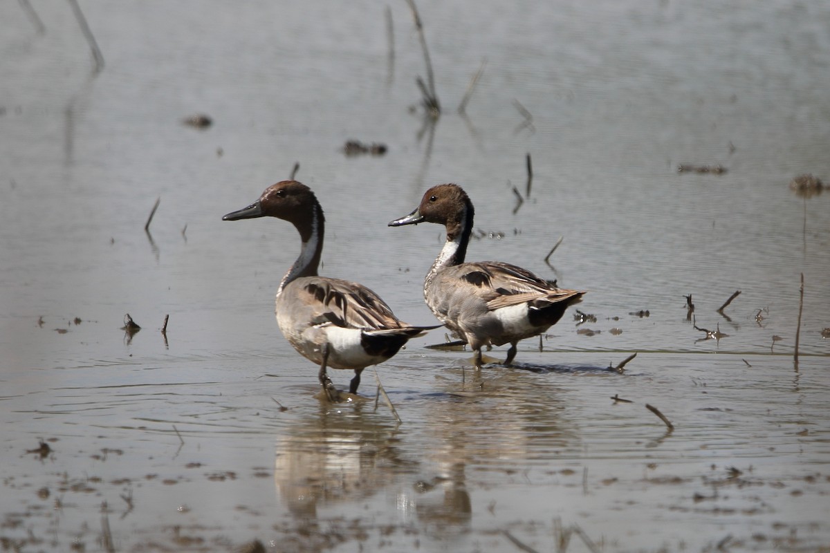 Northern Pintail - ML620219559