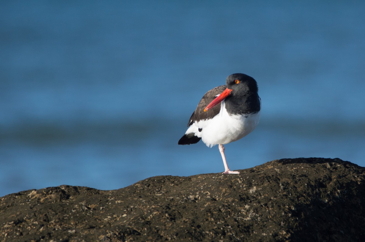 American Oystercatcher - ML620219562