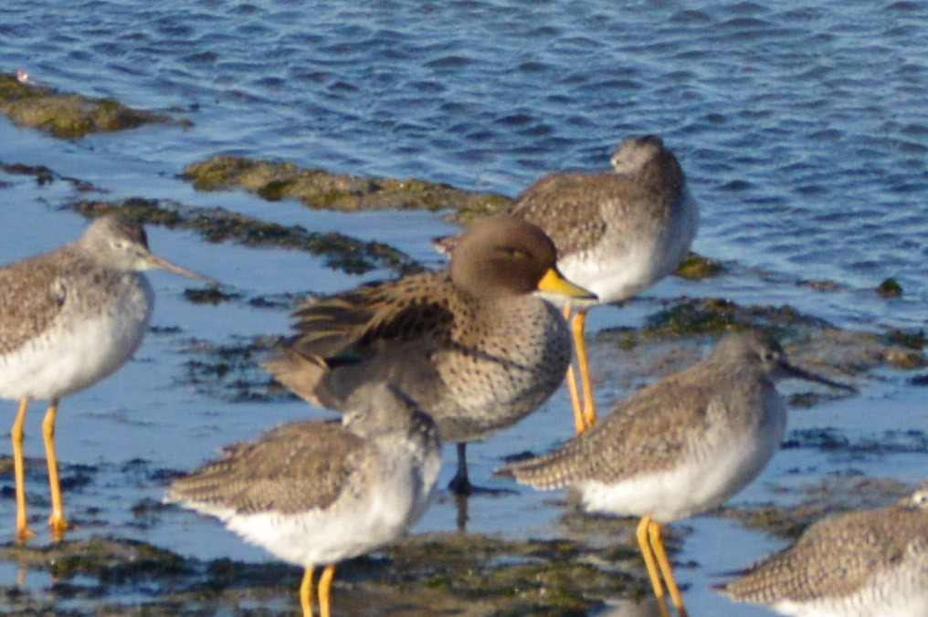 Yellow-billed Teal - ML620219563