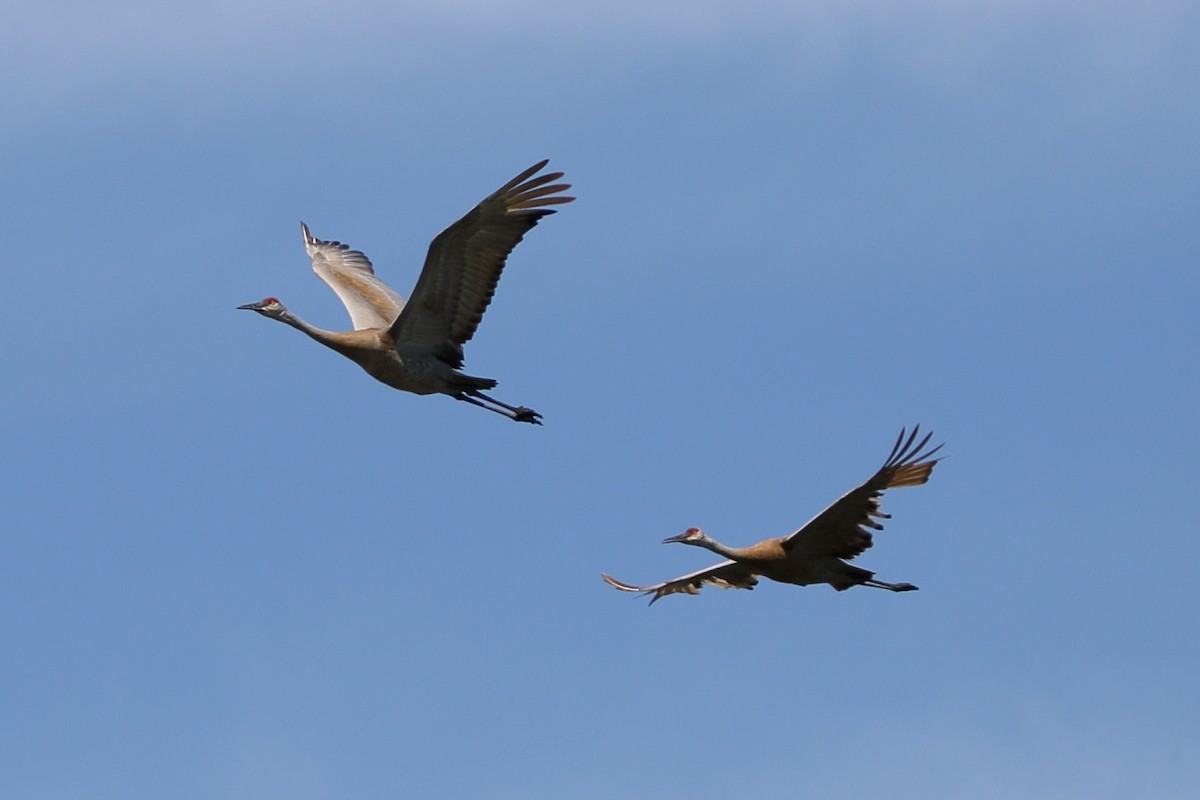 Sandhill Crane - ML620219564