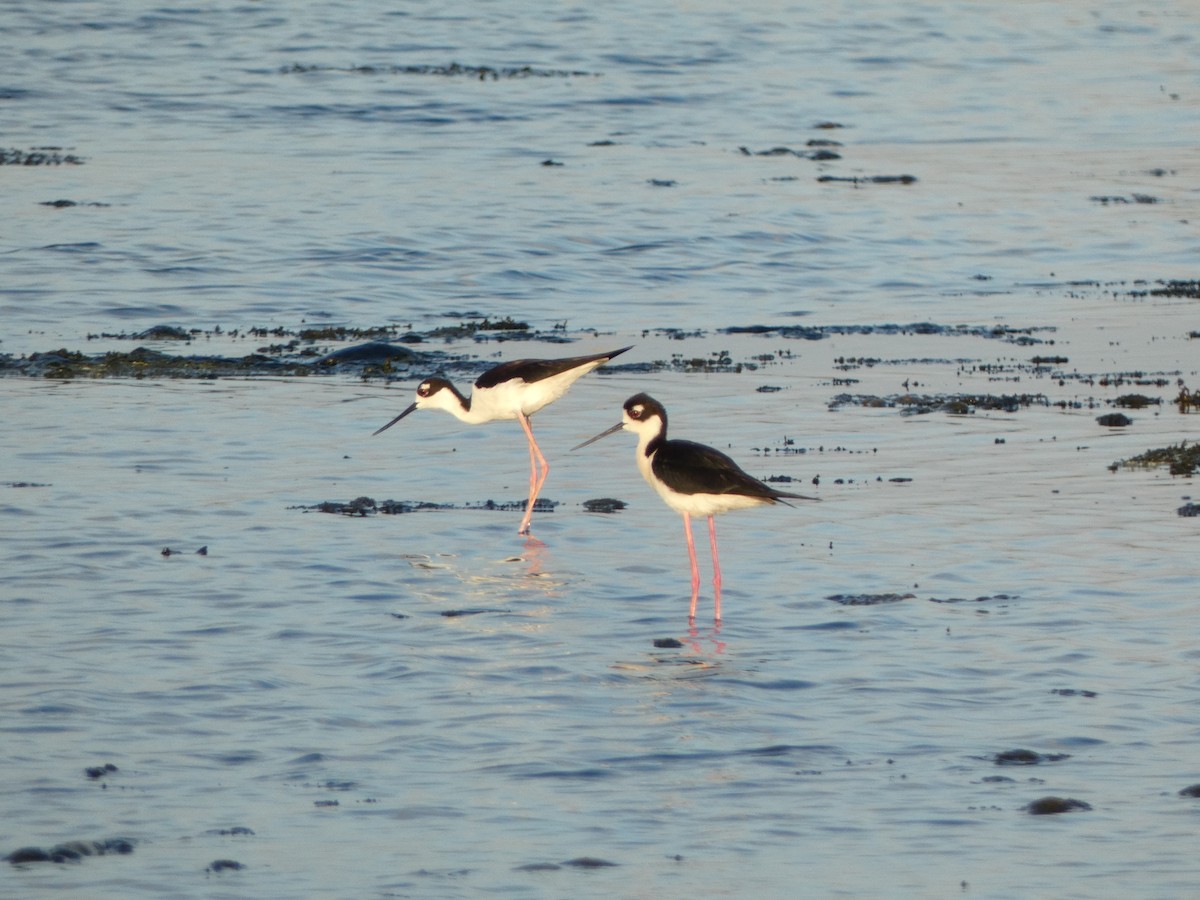 Black-necked Stilt - ML620219572