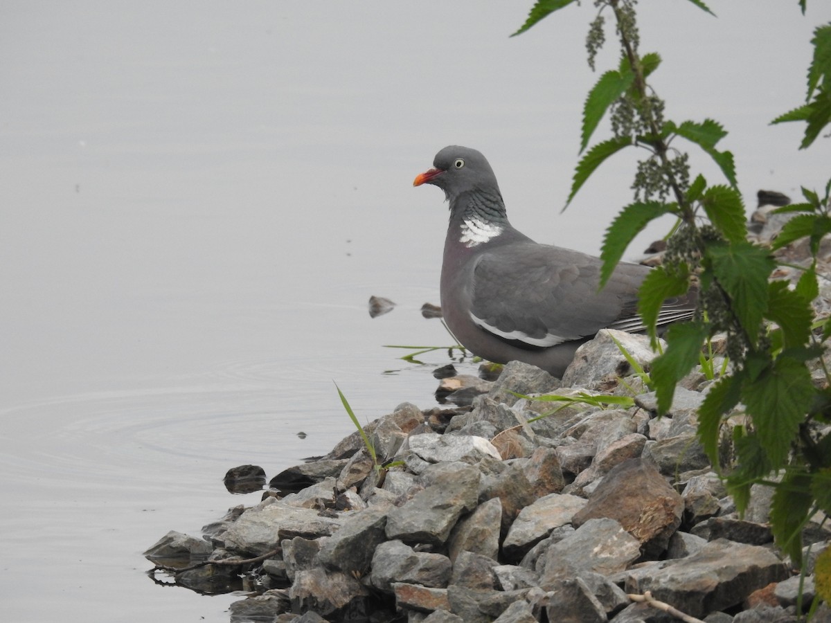 Common Wood-Pigeon - ML620219575