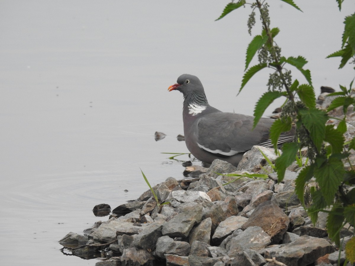 Common Wood-Pigeon - ML620219576