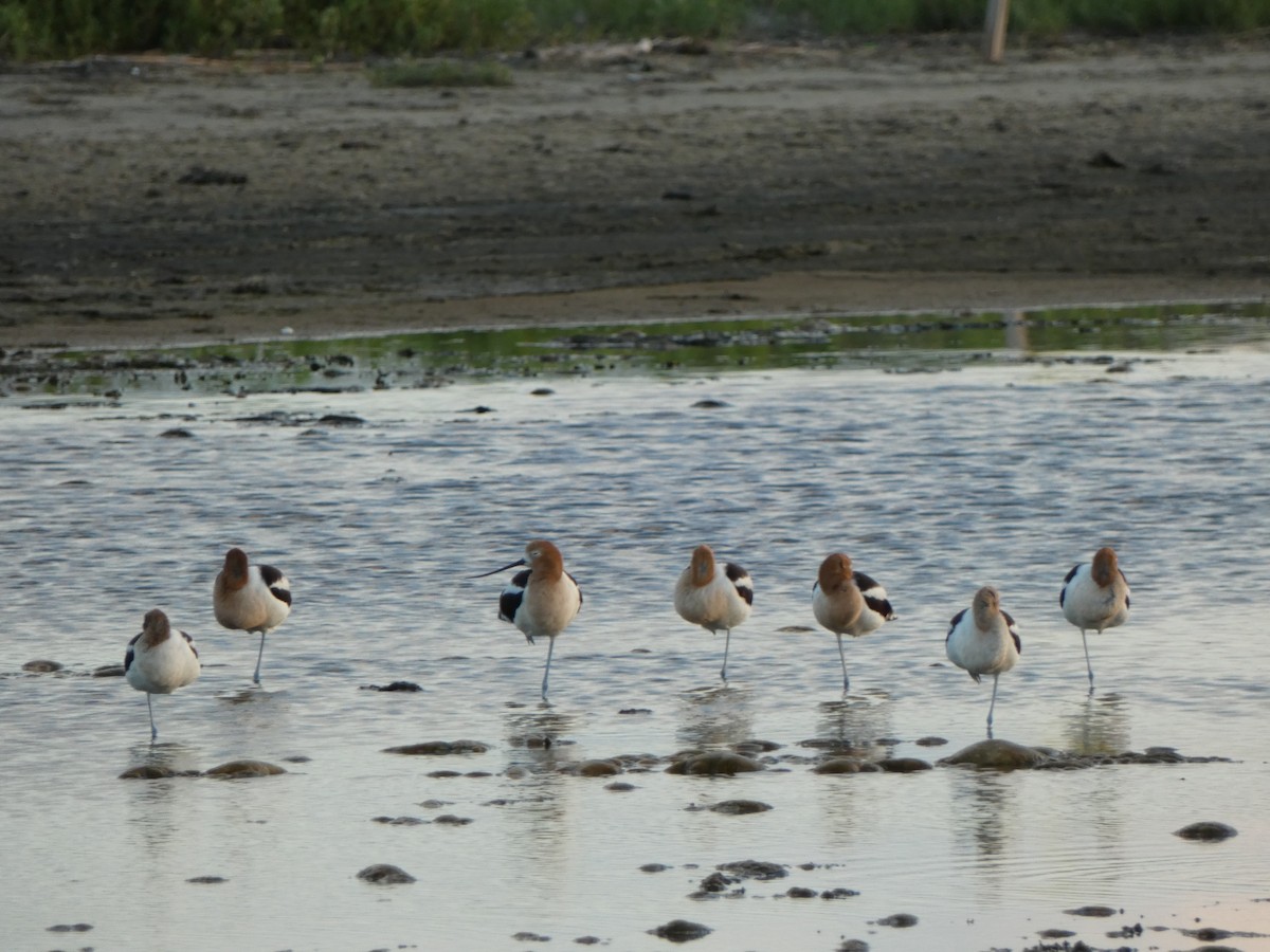 Avoceta Americana - ML620219584