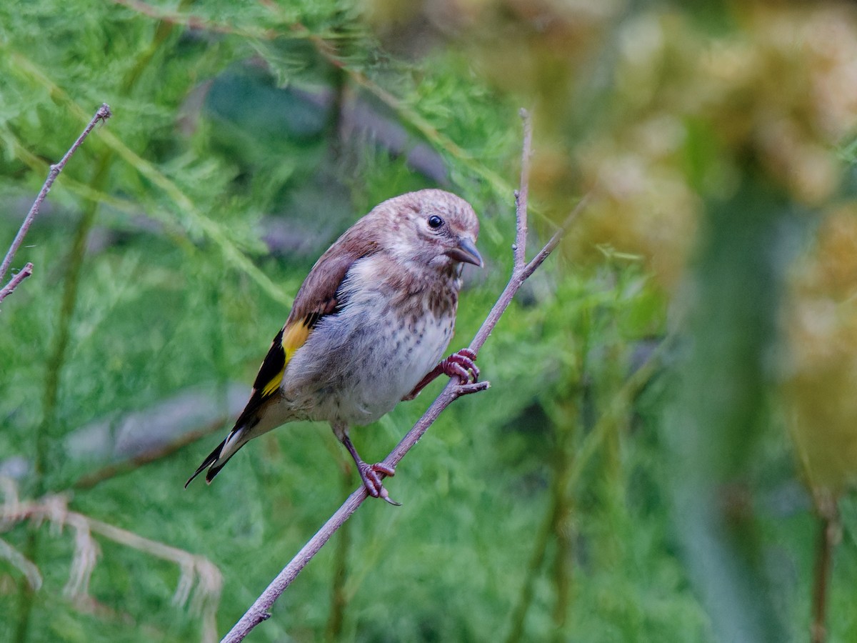 European Goldfinch - ML620219594