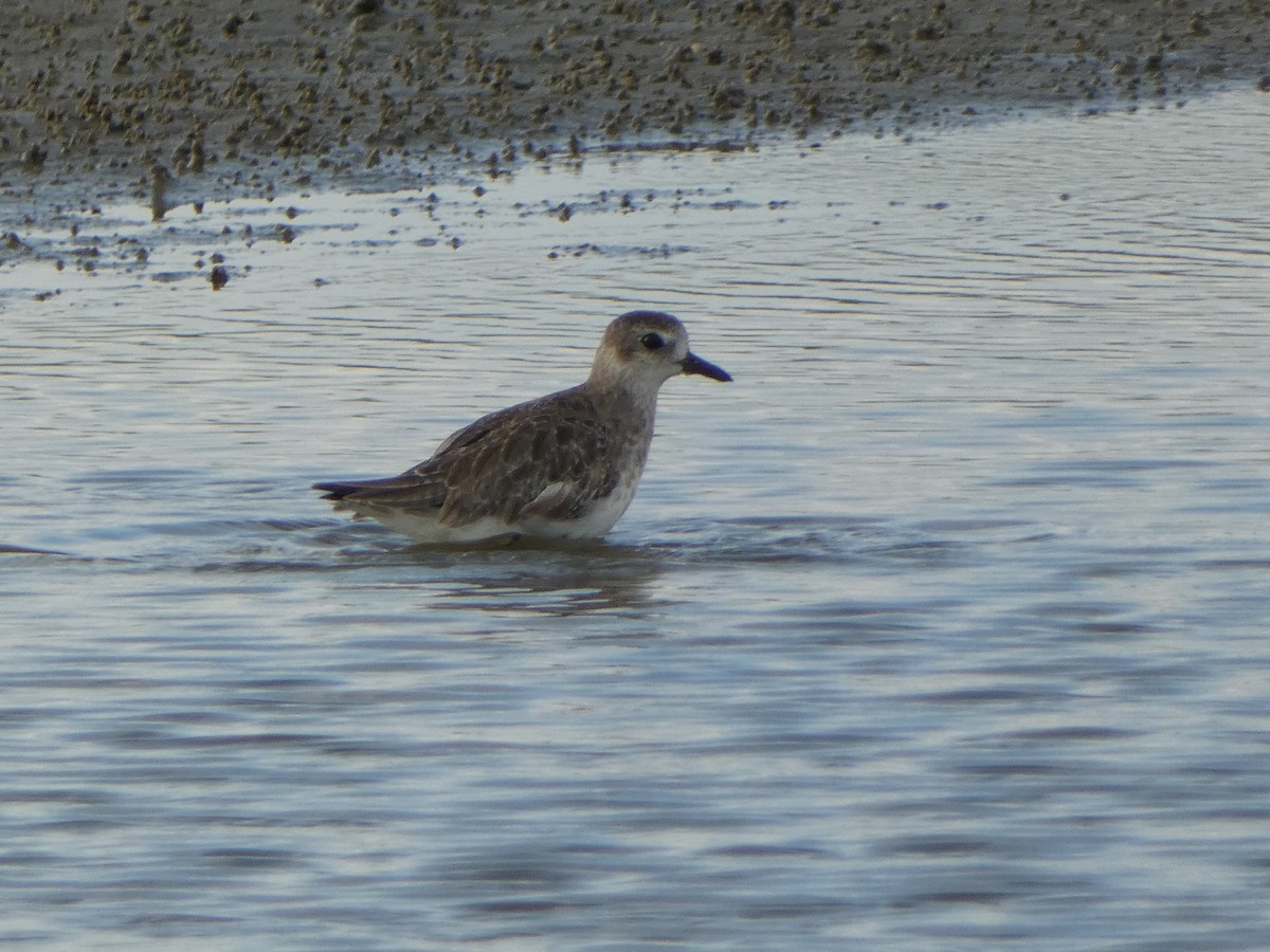 Black-bellied Plover - ML620219597