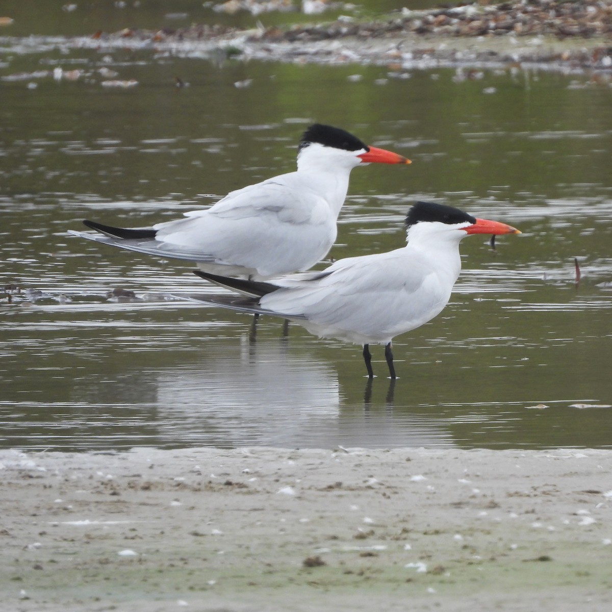 Caspian Tern - ML620219611