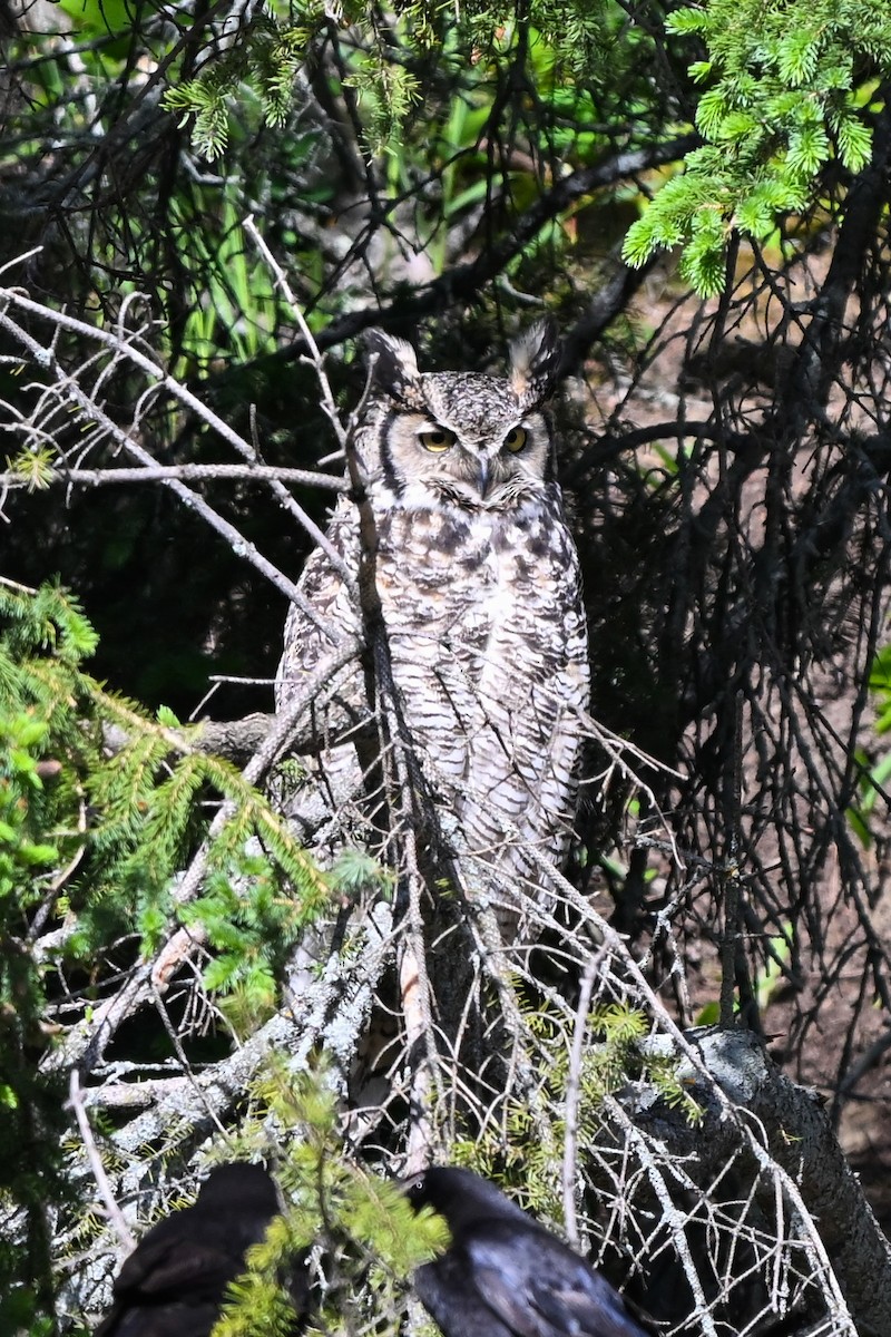 Great Horned Owl - ML620219613