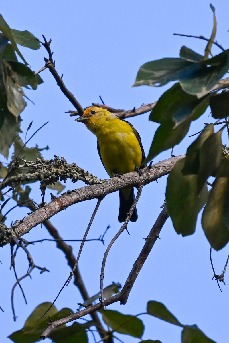 Western Tanager - ML620219629