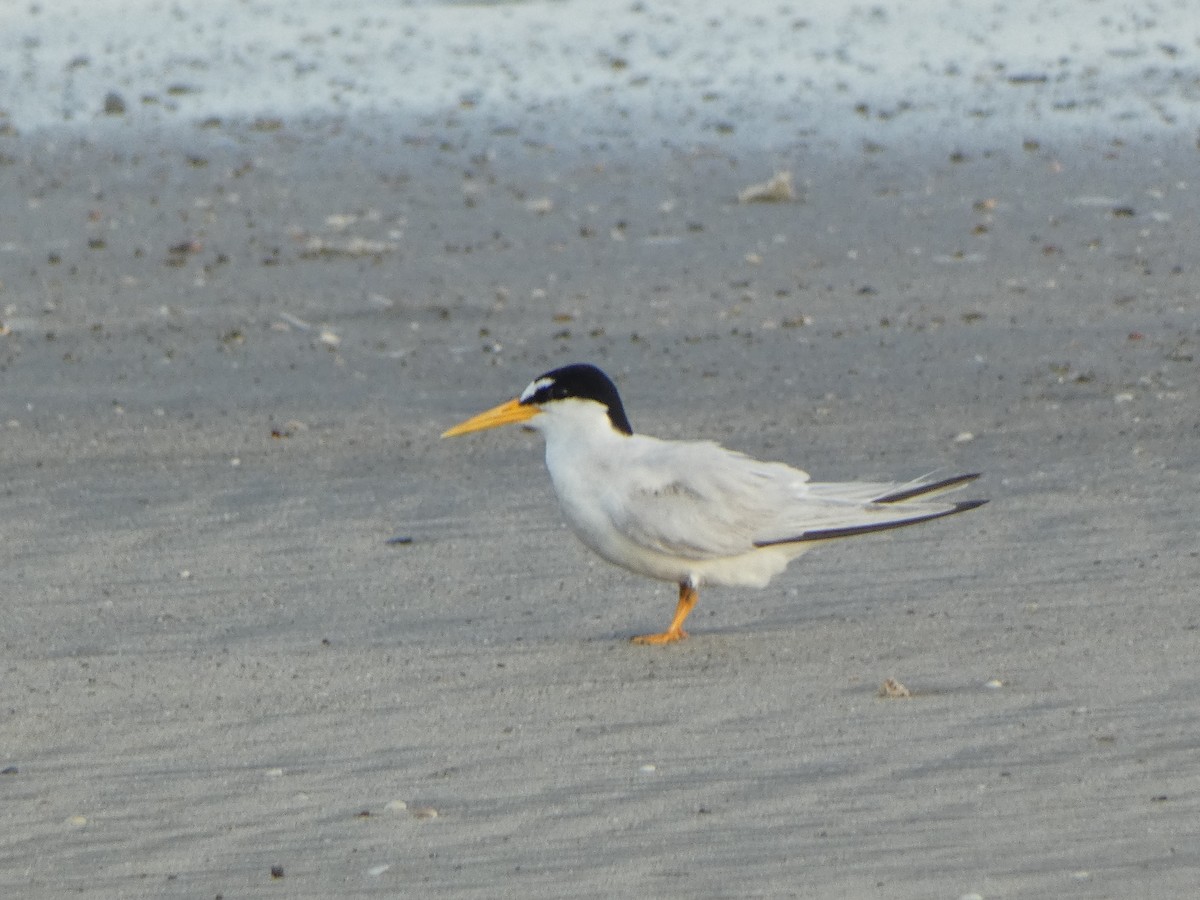 Least Tern - ML620219632