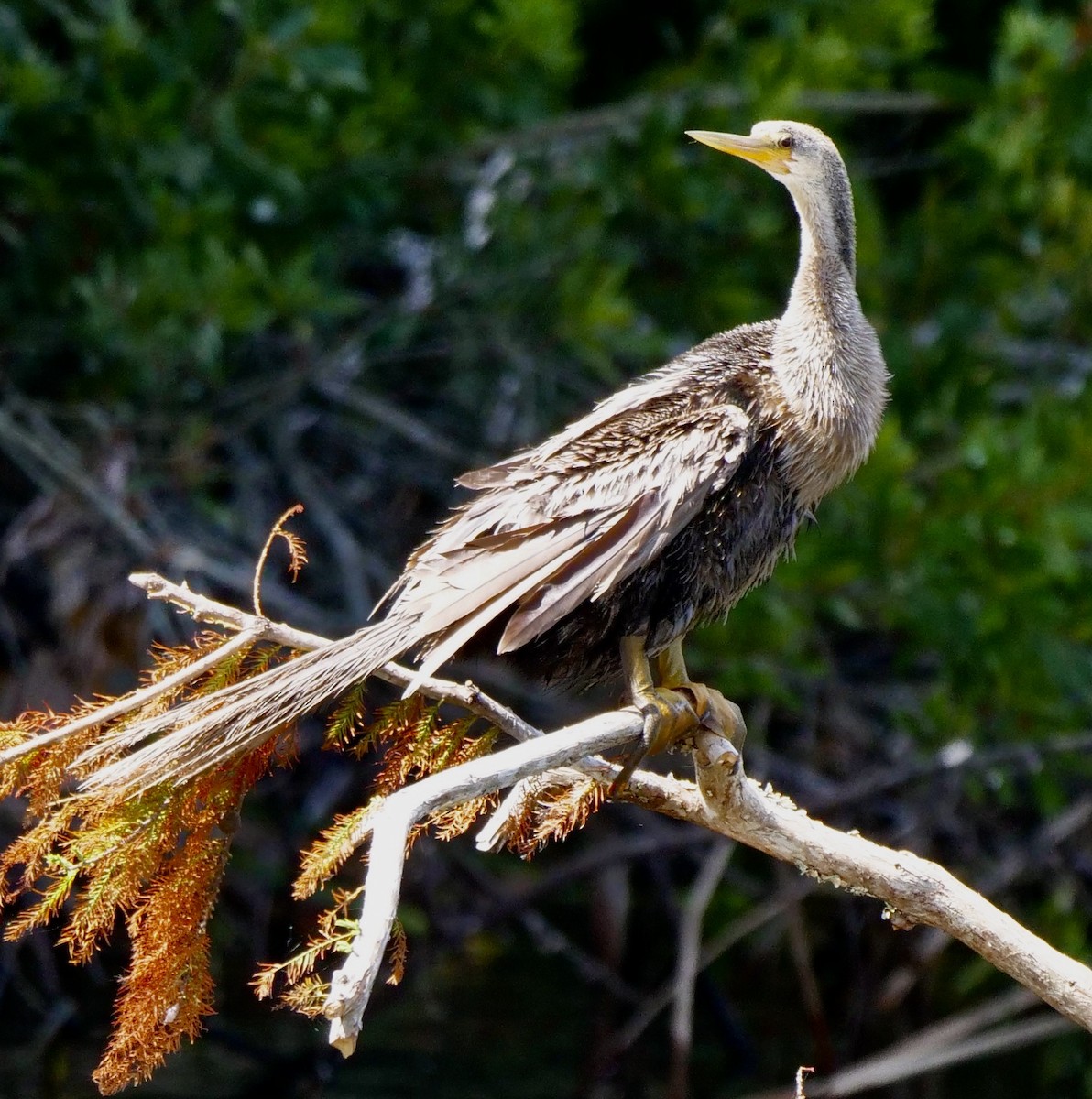 Anhinga d'Amérique - ML620219633