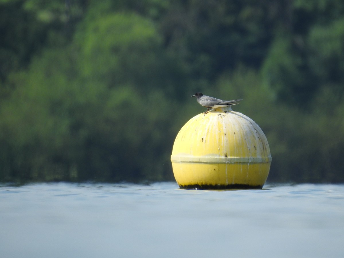 Black Tern - ML620219637