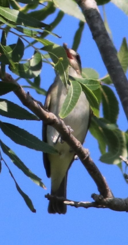 skjeggvireo - ML620219642