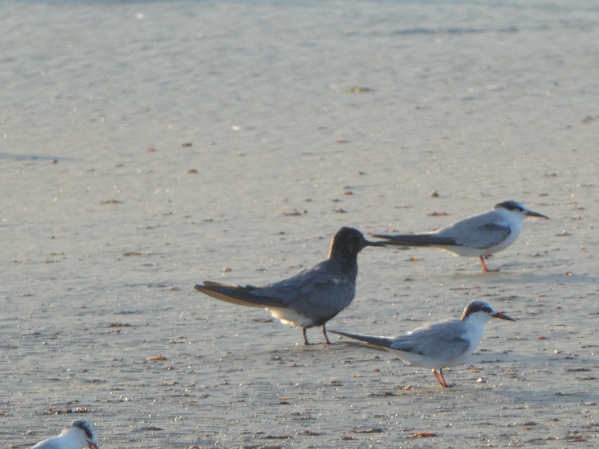 Black Tern - ML620219644