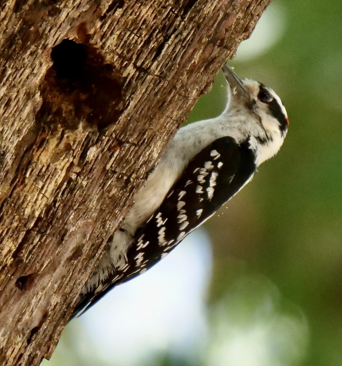 Downy Woodpecker - ML620219647