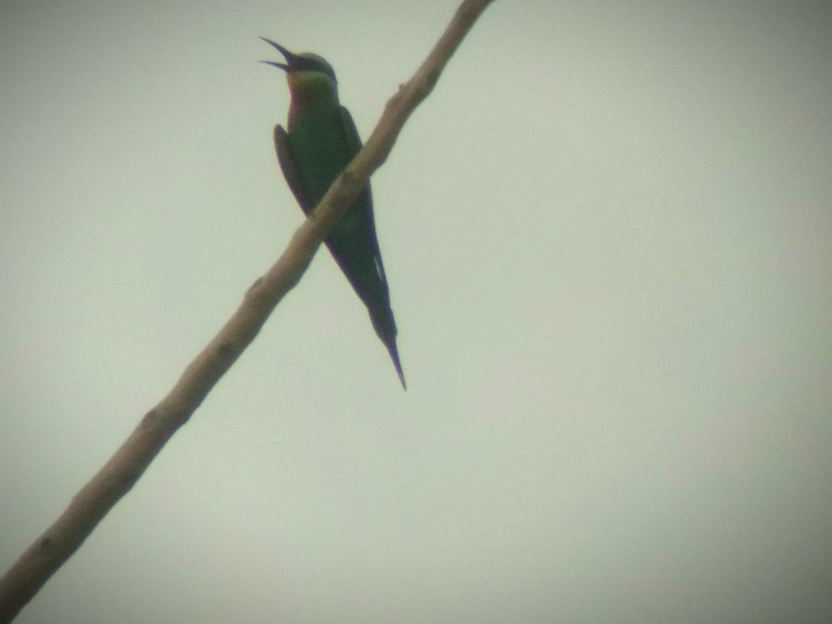Blue-cheeked Bee-eater - ML620219648