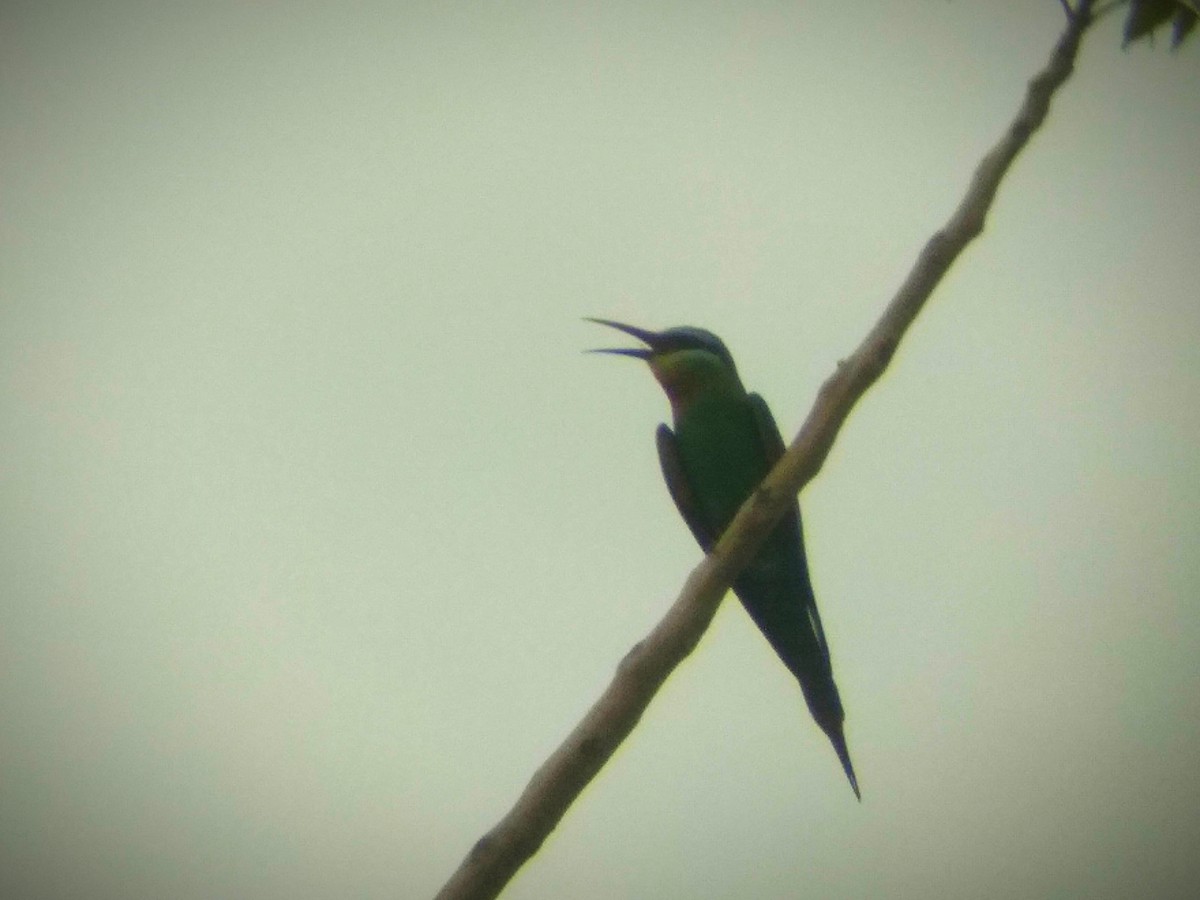 Blue-cheeked Bee-eater - ML620219649