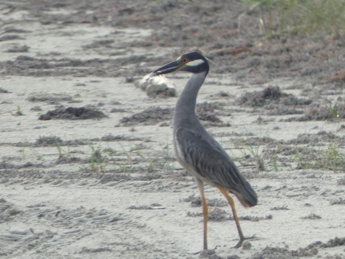 Yellow-crowned Night Heron - ML620219652