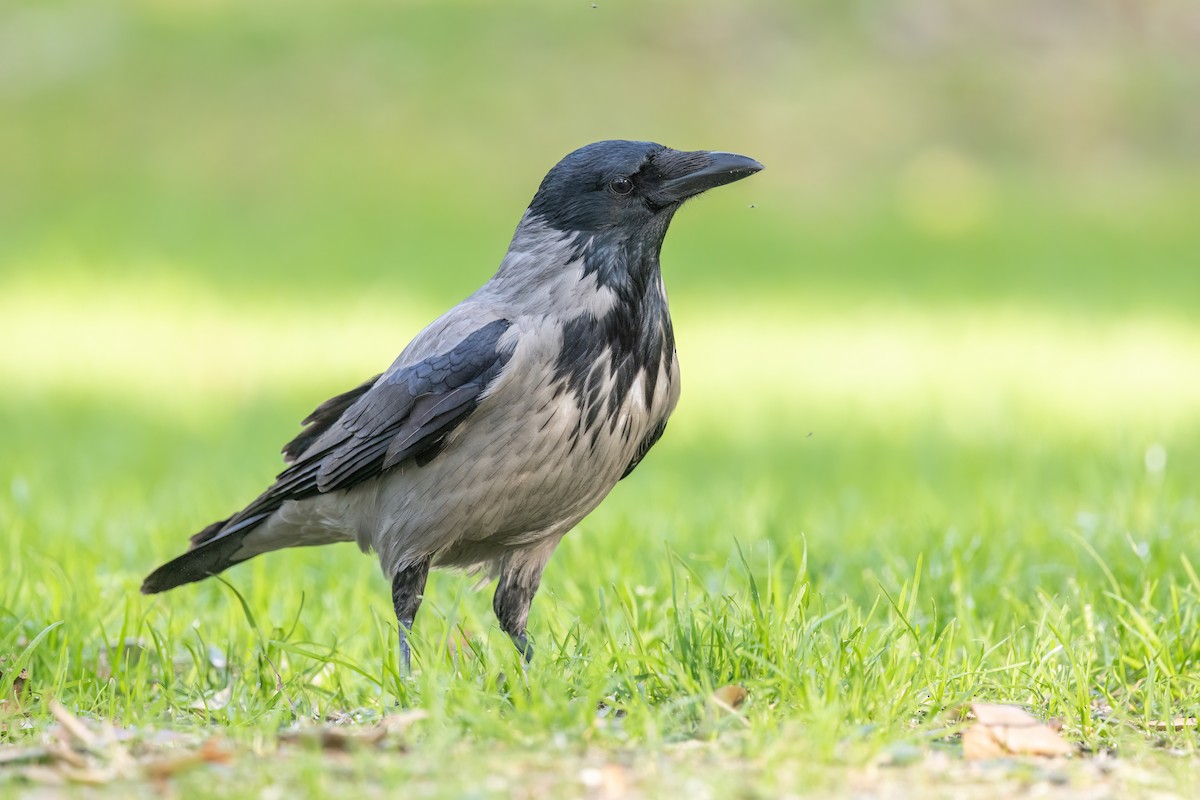 Hooded Crow - ML620219658