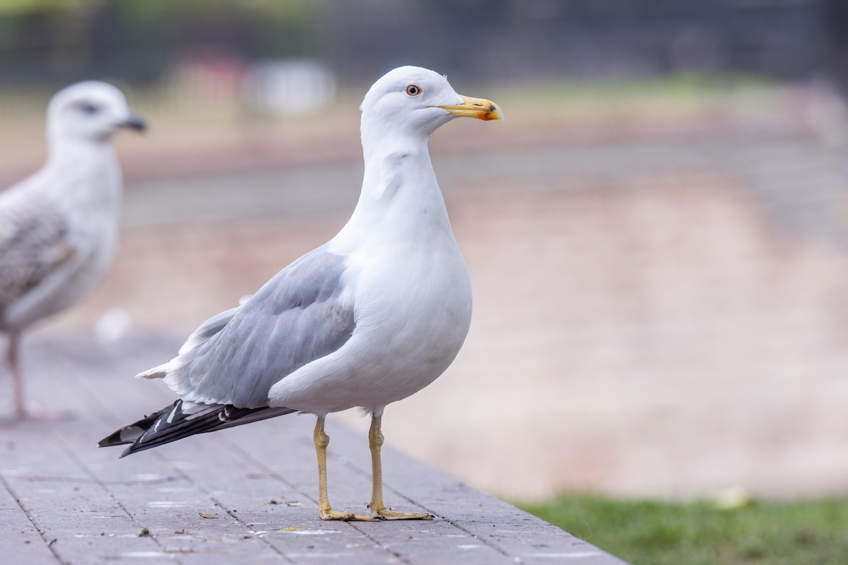 Yellow-legged Gull - ML620219660