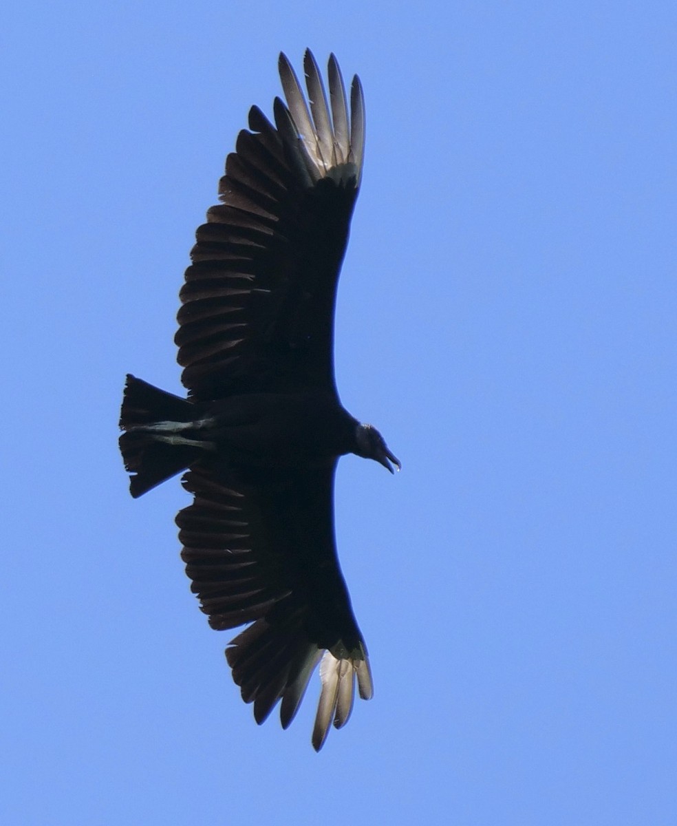 Black Vulture - ML620219663
