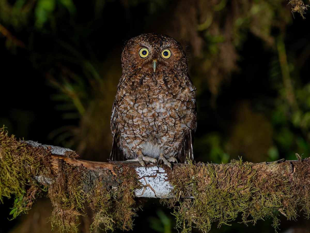 Bare-shanked Screech-Owl - ML620219664