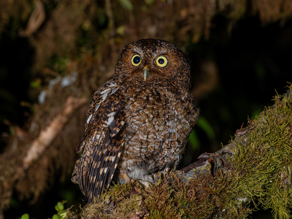 Bare-shanked Screech-Owl - ML620219665