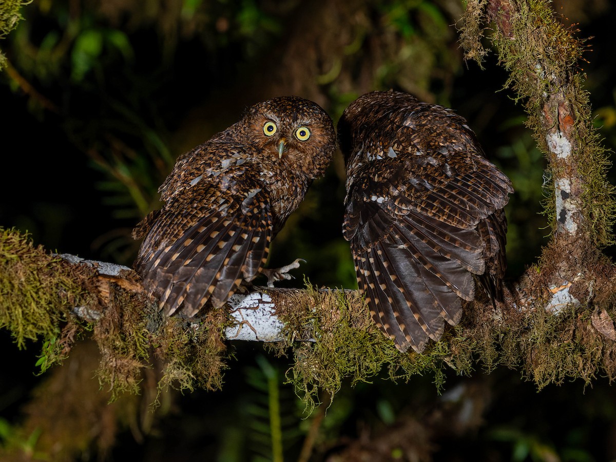 Bare-shanked Screech-Owl - Juan Carlos Ramírez Castro