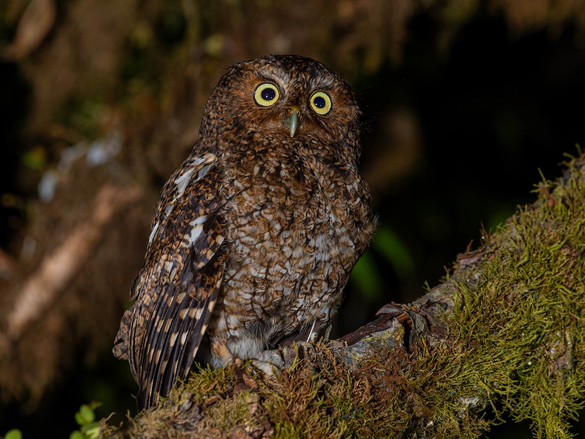 Bare-shanked Screech-Owl - ML620219671