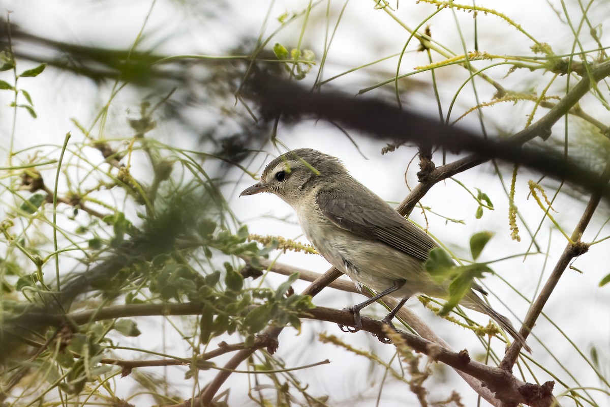 Warbling Vireo - ML620219673