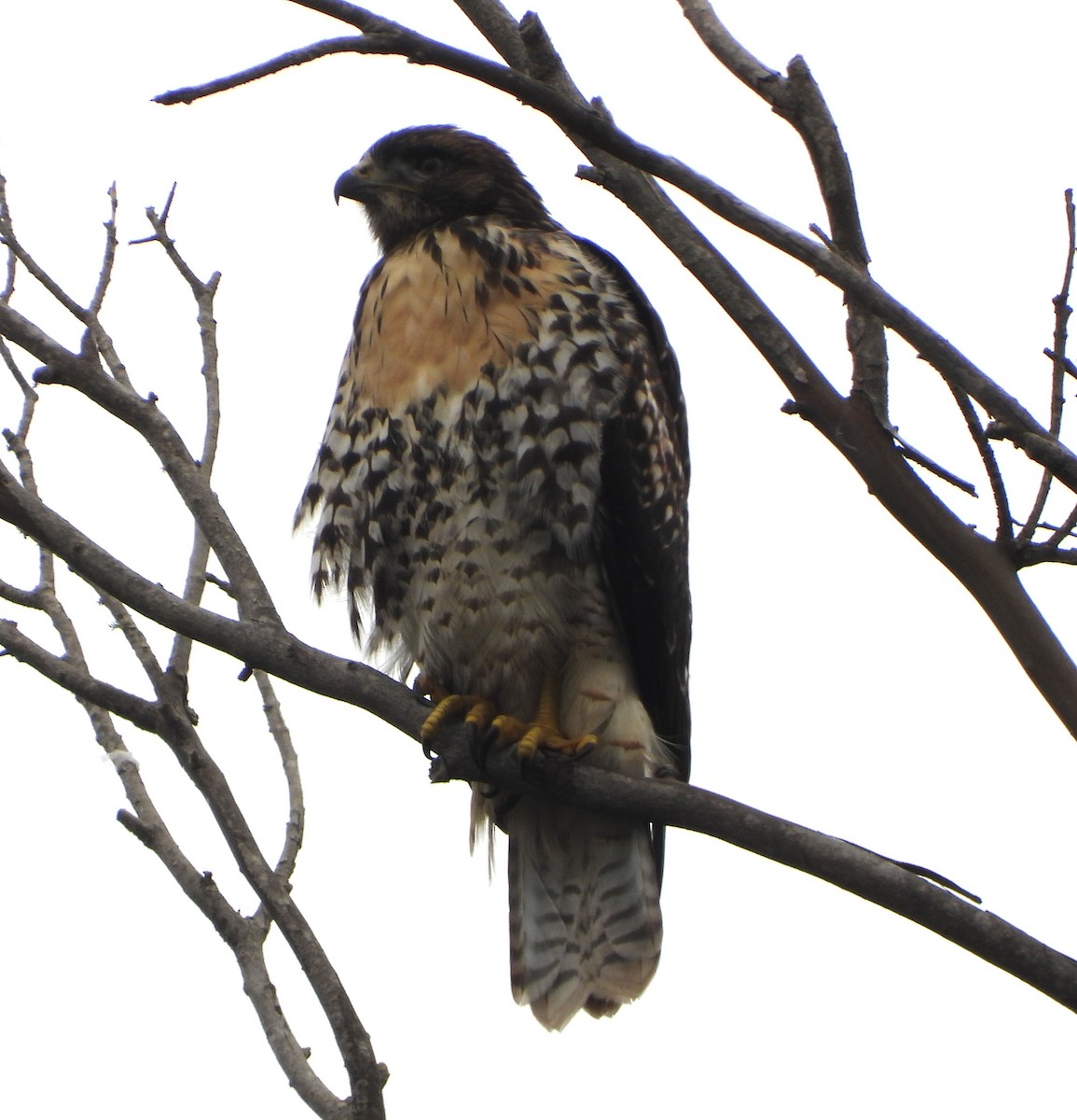 Red-tailed Hawk - ML620219684