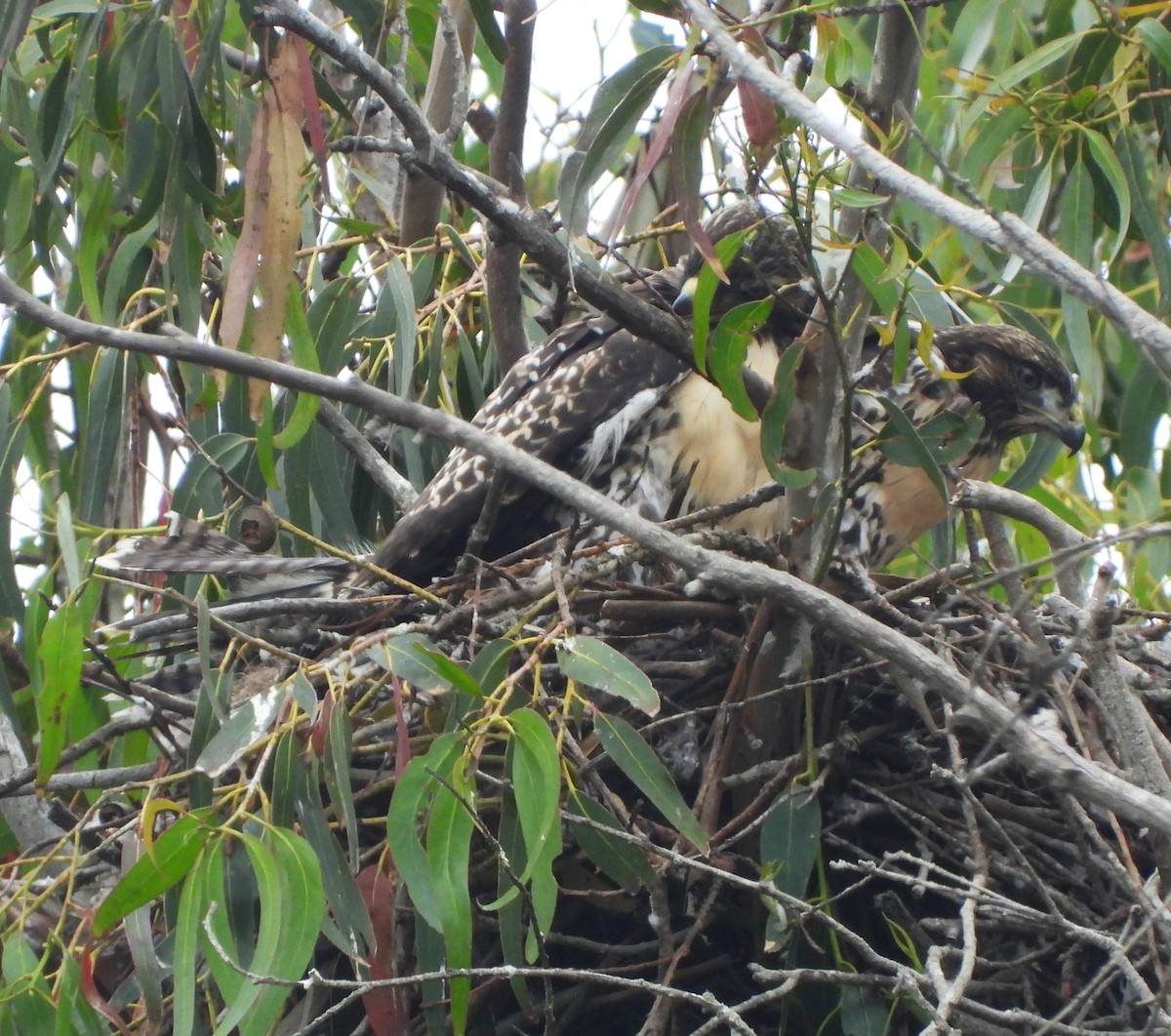 Red-tailed Hawk - ML620219685