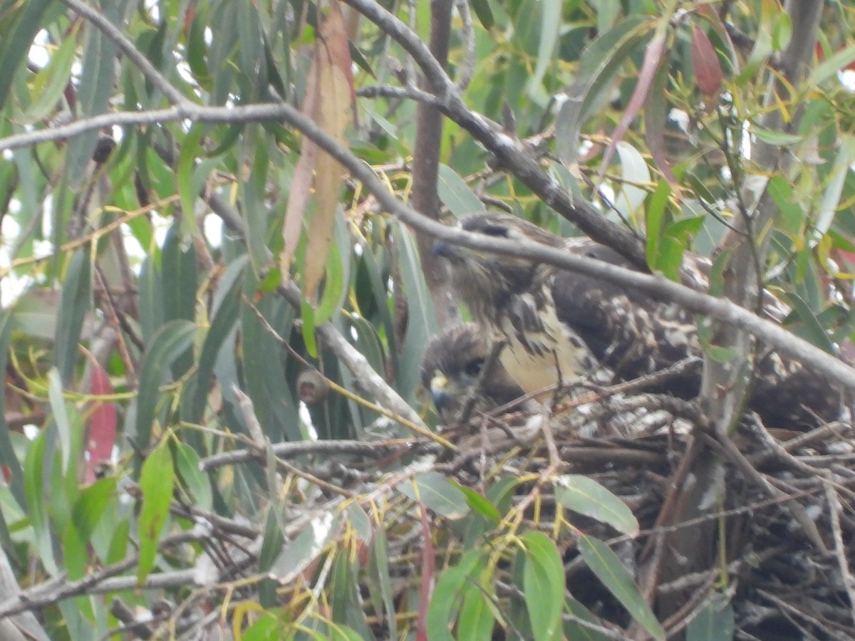 Red-tailed Hawk - ML620219686