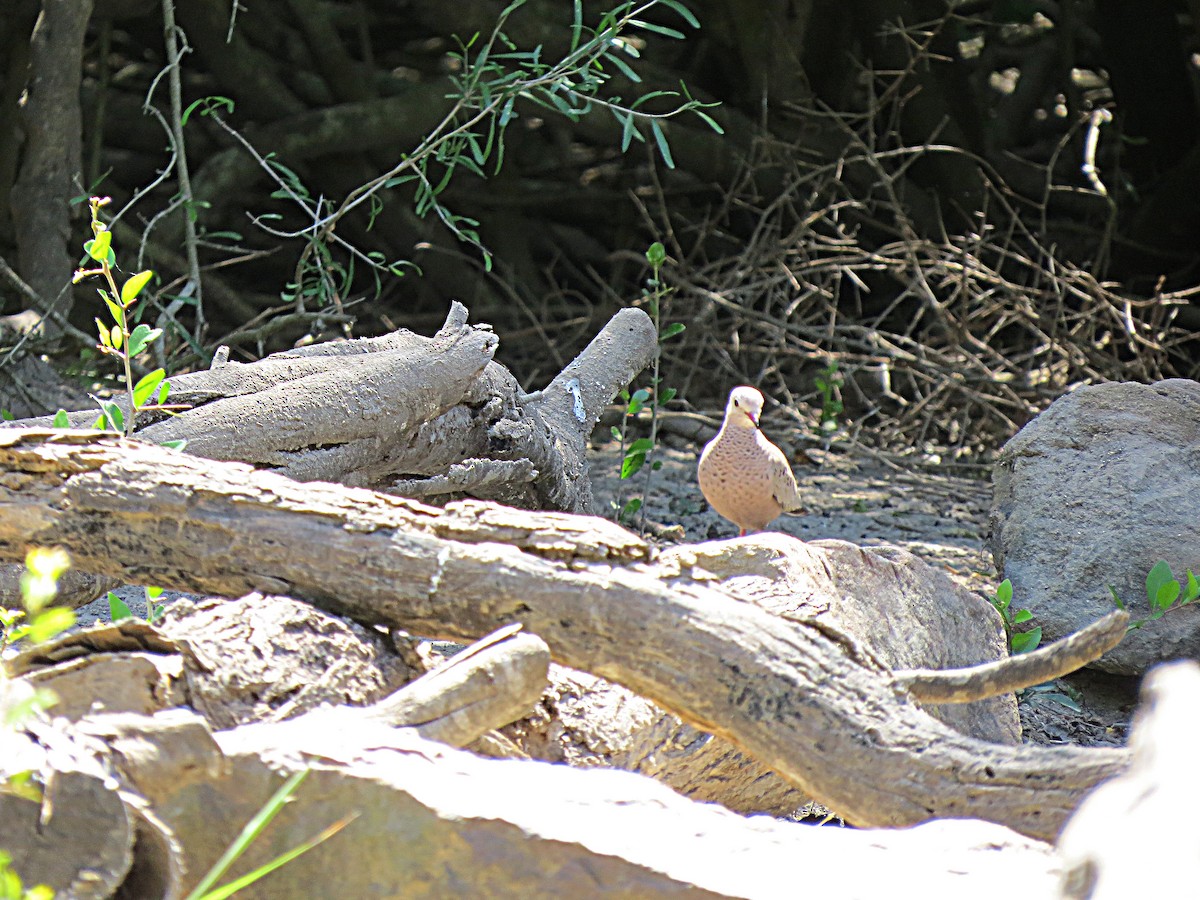 Common Ground Dove - ML620219688