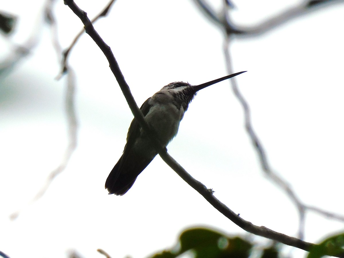 Long-billed Starthroat - ML620219694