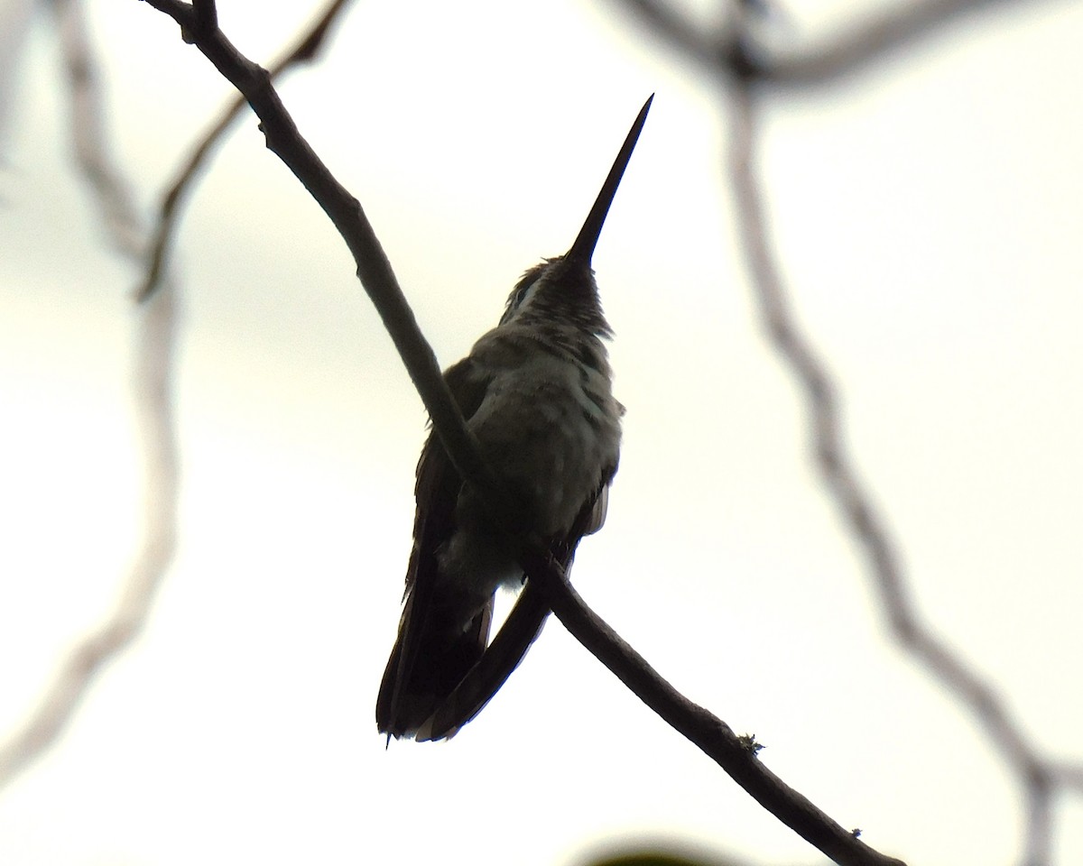 Colibrí Piquilargo - ML620219695