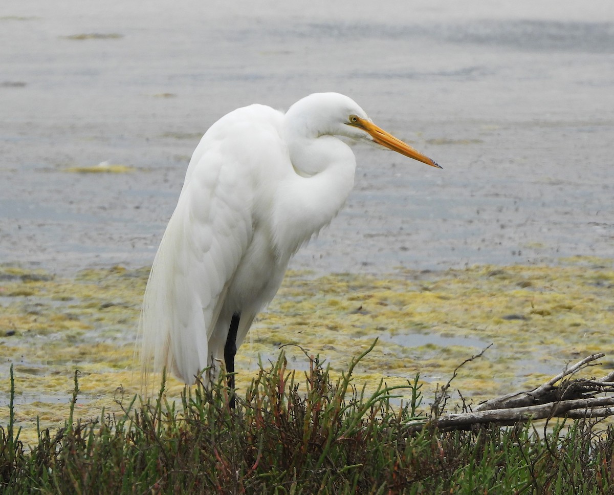 Great Egret - ML620219696