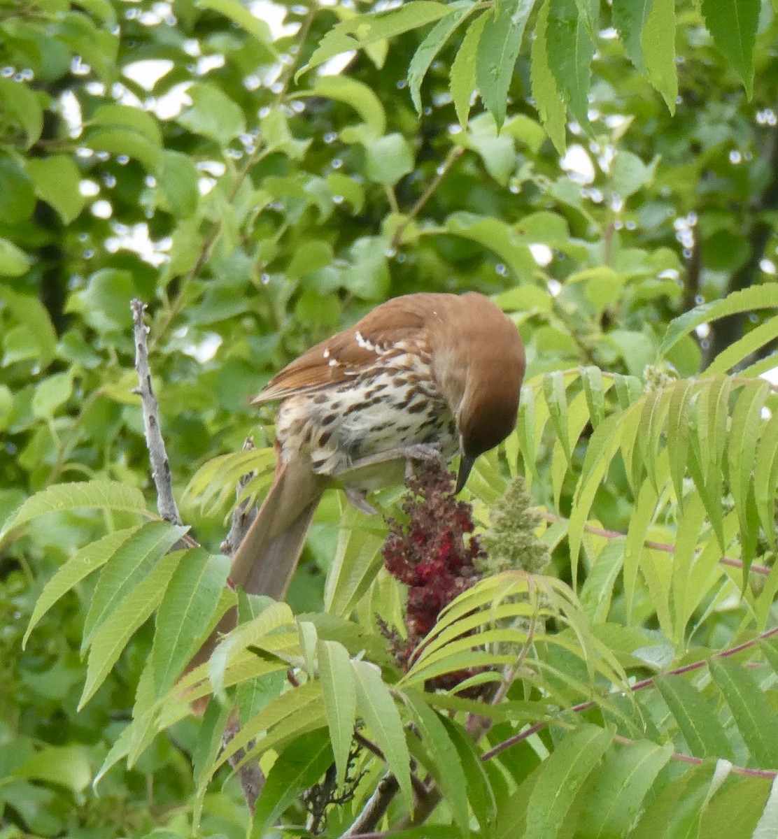 Brown Thrasher - ML620219703