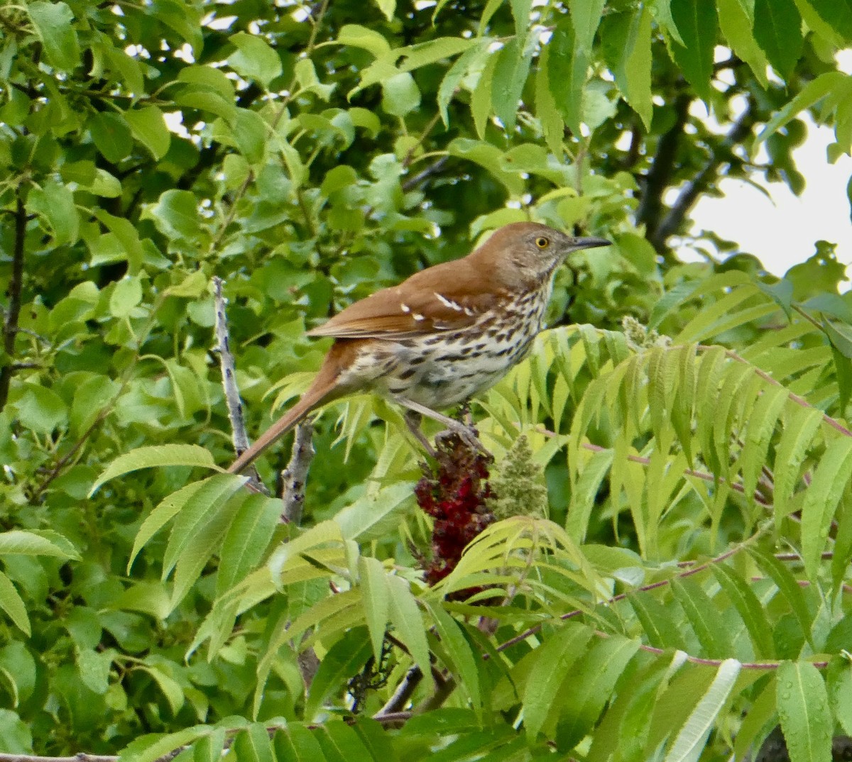 Brown Thrasher - Jocelyne Pelletier