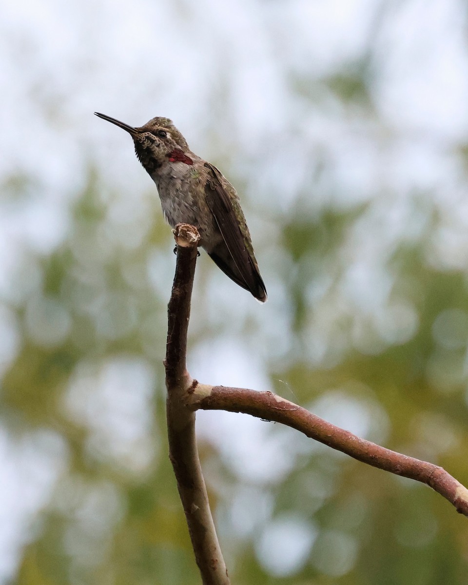 Anna's Hummingbird - ML620219709