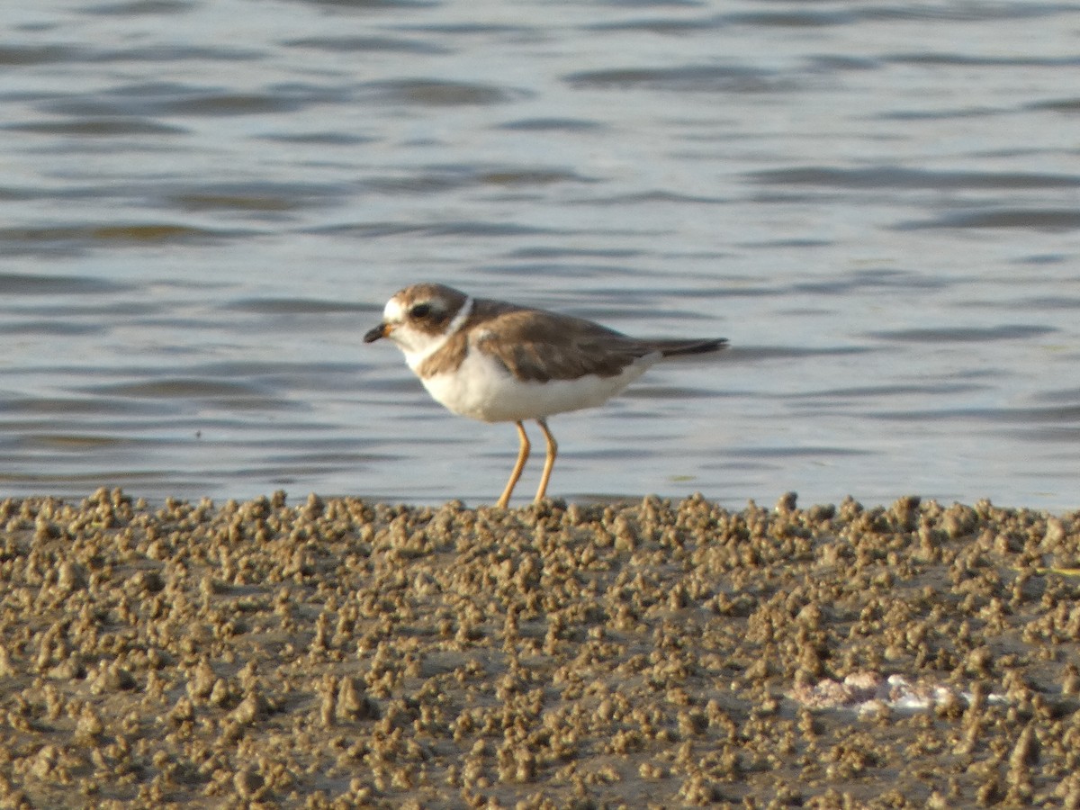 Semipalmated Plover - ML620219711