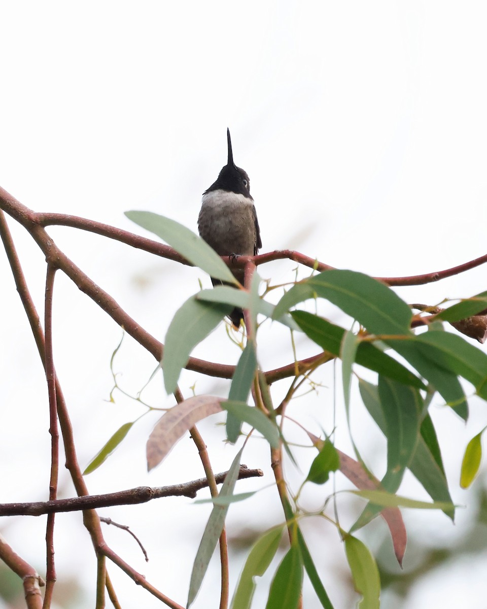 Kara Boğazlı Kolibri - ML620219713