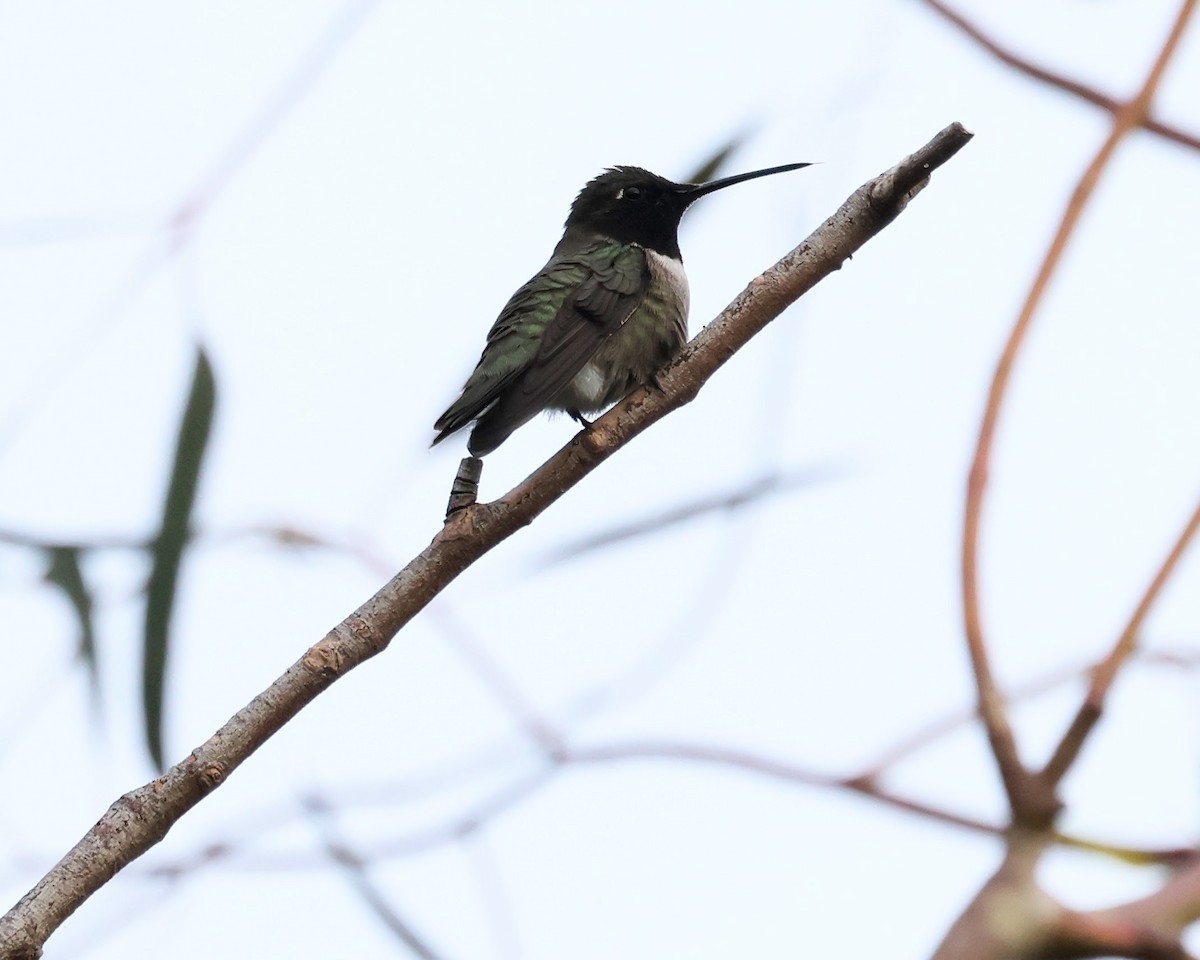 Black-chinned Hummingbird - ML620219714