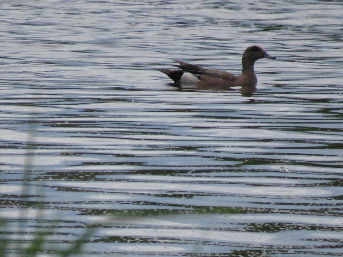 American Wigeon - ML620219715