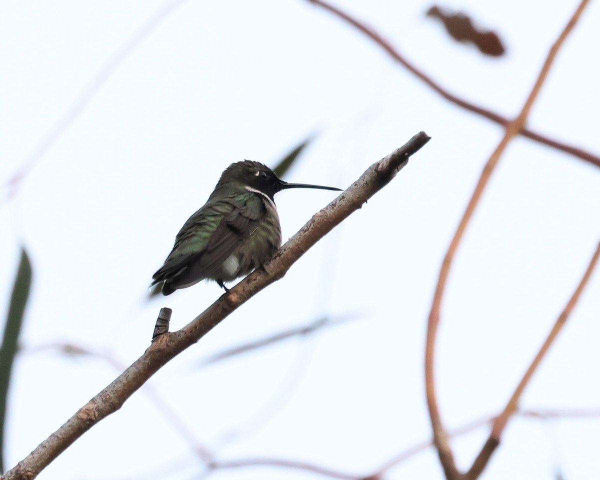 Black-chinned Hummingbird - ML620219716