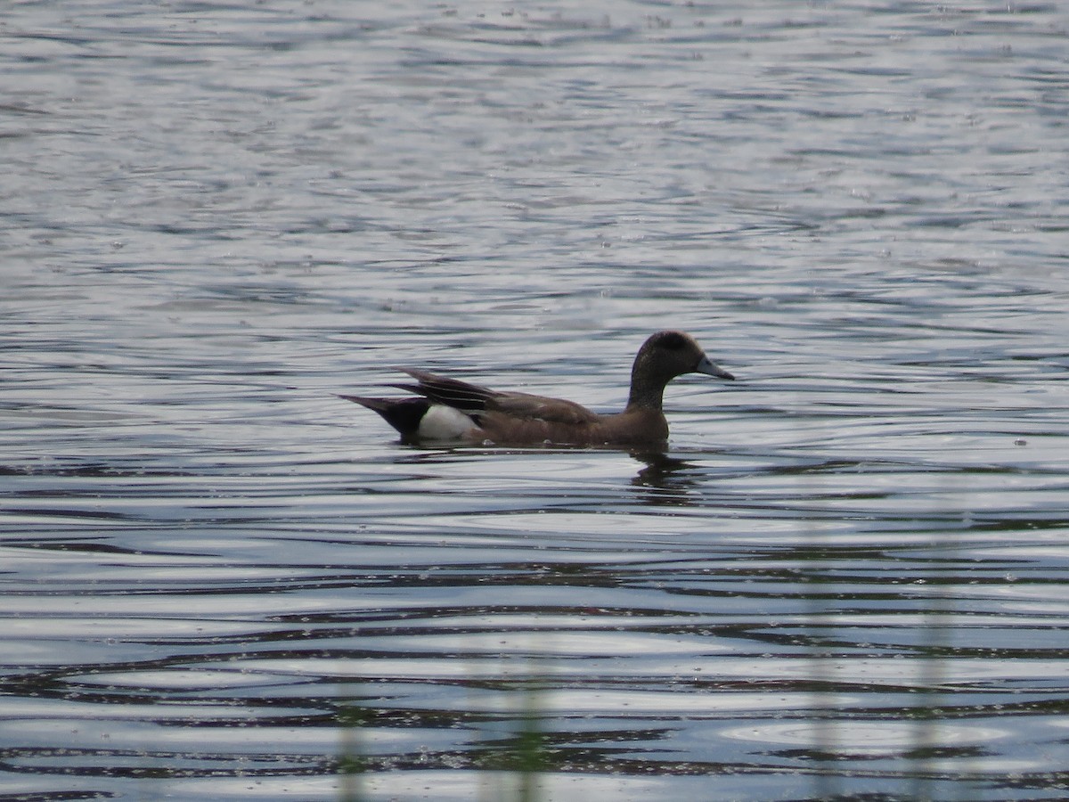 American Wigeon - ML620219717