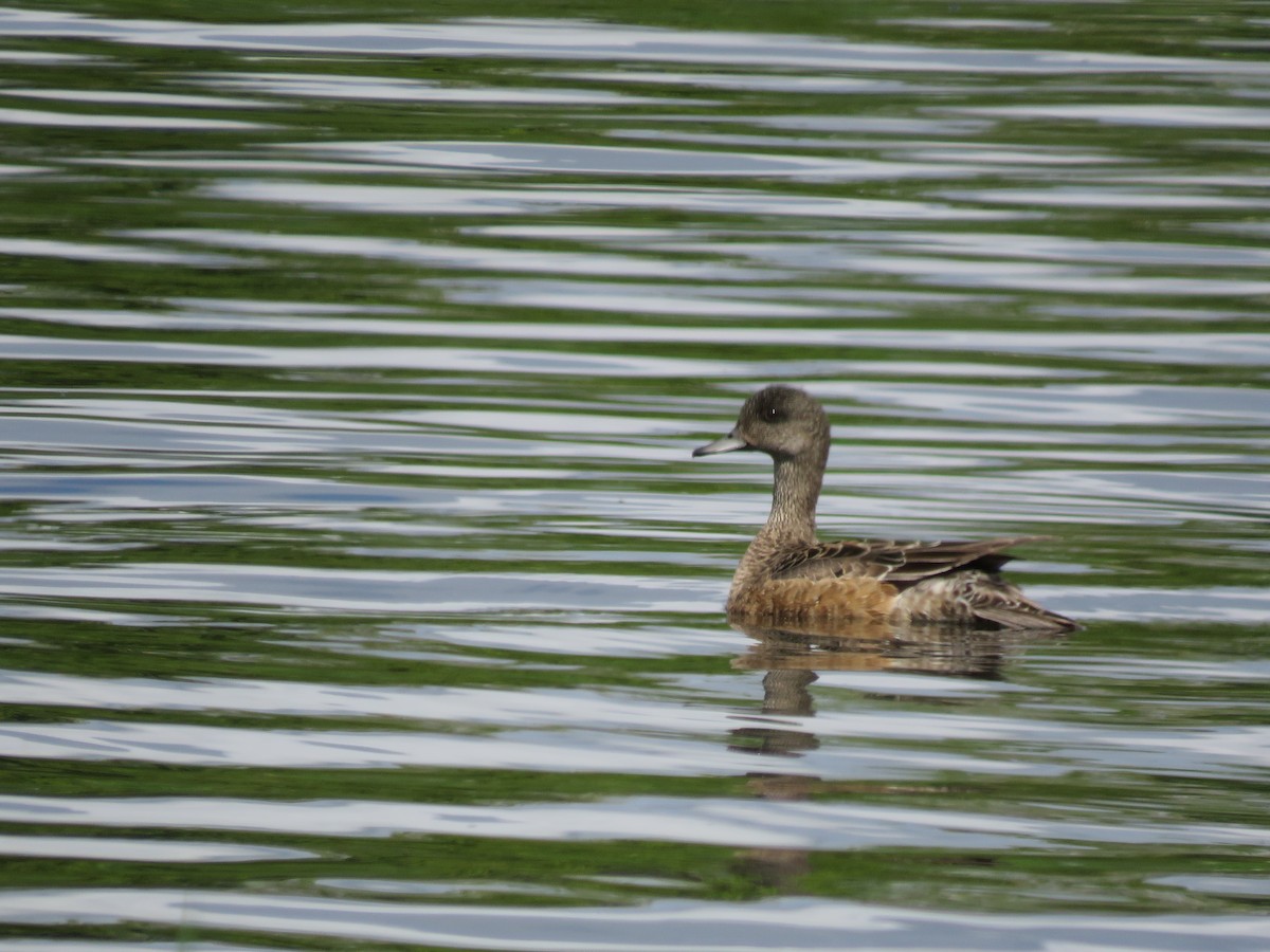 American Wigeon - ML620219718