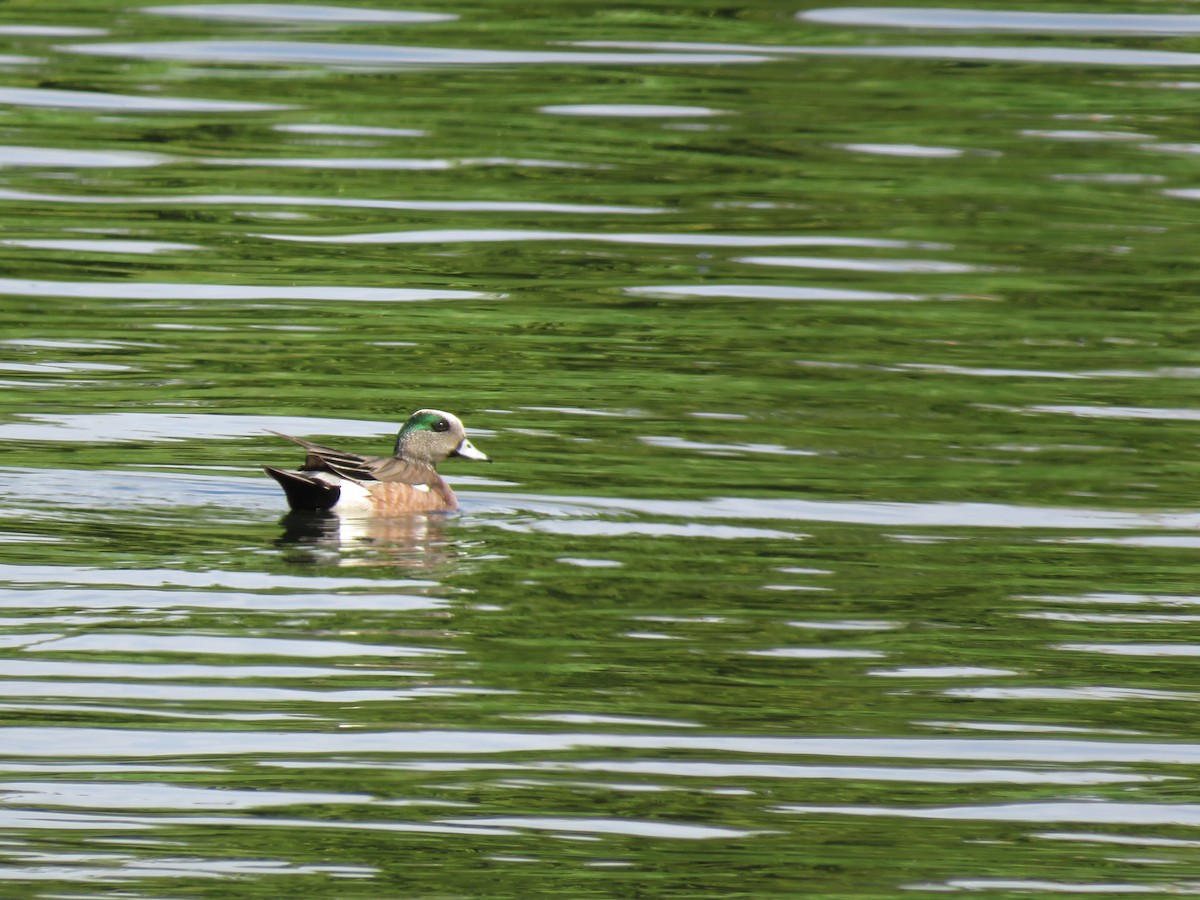 American Wigeon - ML620219719